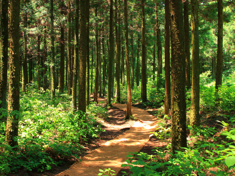 Seeing the Forest and the Trees: How Group-Level Insights Strengthen Student Support